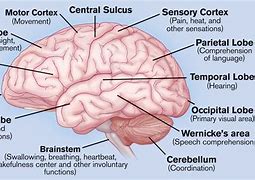 Image result for Real Life Human Brain