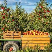 Image result for Apple-Picking Harvest