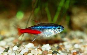 Image result for Tetra Fish Species