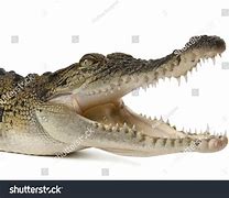 Image result for Saltwater Crocodile Jaw