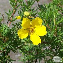 Image result for Potentilla frut. Goldfinger