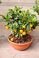 Image result for Mandarin Orange in Pots