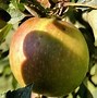 Image result for Apple Tree in USA