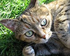 Image result for Cricket Cat Costume