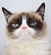 Image result for Picture of Grumpy Cat