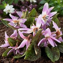 Erythronium dens-canis Lilac Wonder に対する画像結果