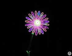 Image result for Electric Daisy