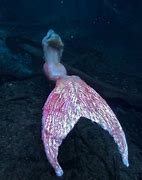 Image result for Pink Mermaid Real Life