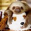 Image result for Baby Sloth Wallpaper