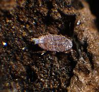 Image result for "comstock-mealybug"