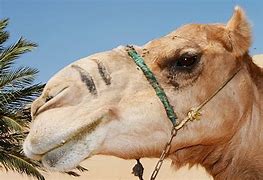 Image result for Camel Rate Toe