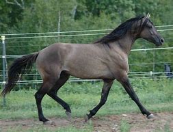 Image result for Black Dun Horse