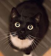 Image result for Tuxedo Cat Face