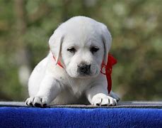 Image result for Labrador Dog Face