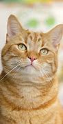 Image result for Light Orange Male Cat