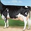 Image result for Jersey Cattle Breed
