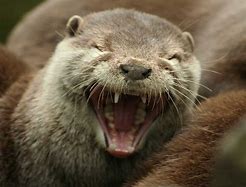 Image result for Funny Otter