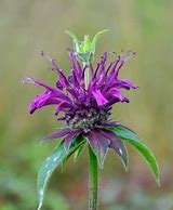 Image result for Monarda Violetta