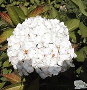 Image result for Hydrangea macr. Mme. E. Mouillere