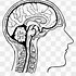 Image result for Brain in Head Profile Clip Art