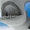 Image result for Hammerhead Shark Mouth