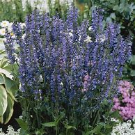 Image result for Salvia sylvestris (x) Rhapsody in Blue