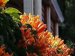 Image result for Climbing Flower Vines