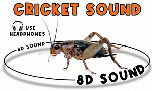 Image result for Cricket Animal Making Noise