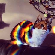 Image result for Real Nyan Cat