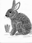 Image result for Pen and Ink Animal Drawings