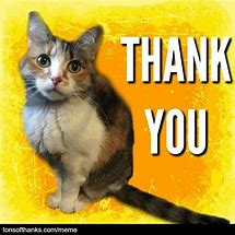 Image result for Thank You Cat Meme