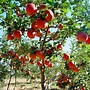 Image result for Asiatic Apple