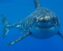 Image result for Great White Shark Colourful