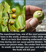 Image result for Manchineel Tree Symptoms