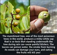Image result for Manchineel Tree Sap