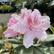 Rhododendron Albert Schweitzer   (rose) 的图像结果
