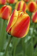 Afbeeldingsresultaten voor Tulipa Apeldoorns Elite