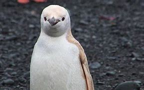 Image result for Spotted Penguin