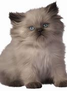 Image result for Free Pictures of Kittens