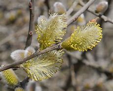 Image result for Pussy Willow Plant