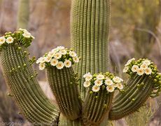 Image result for Tucson Arizona Cactus