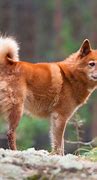 Image result for World's Rarest Dogs