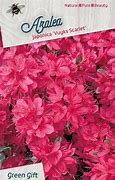 Image result for Azalea (J) Vuyks Scarlet