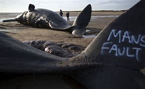 Image result for Exploded Whale On Beach