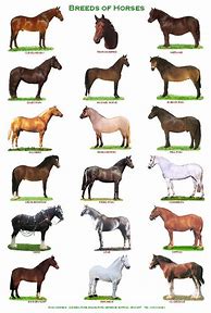 Image result for Horse Breeds List