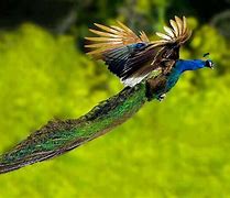 Image result for Peacock Flying