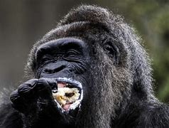 Image result for World Record Gorilla