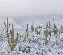 Image result for Where Desert Meets Snow