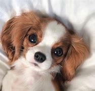 Image result for Happy Puppy Eyes