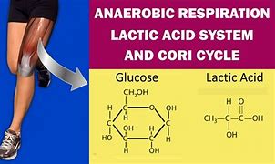 Image result for Anaerobic Respiration Exercise